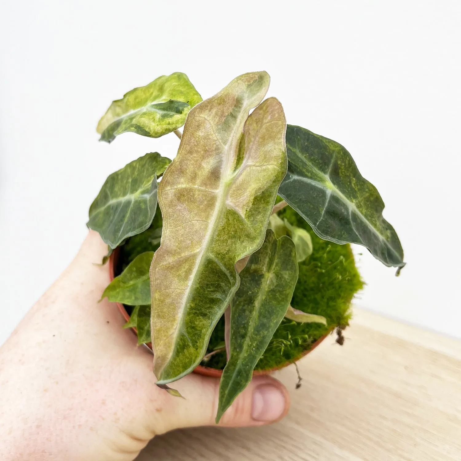 15cm Yellow Alocasia Polly Variegata House Plant 10,5 cm Pot