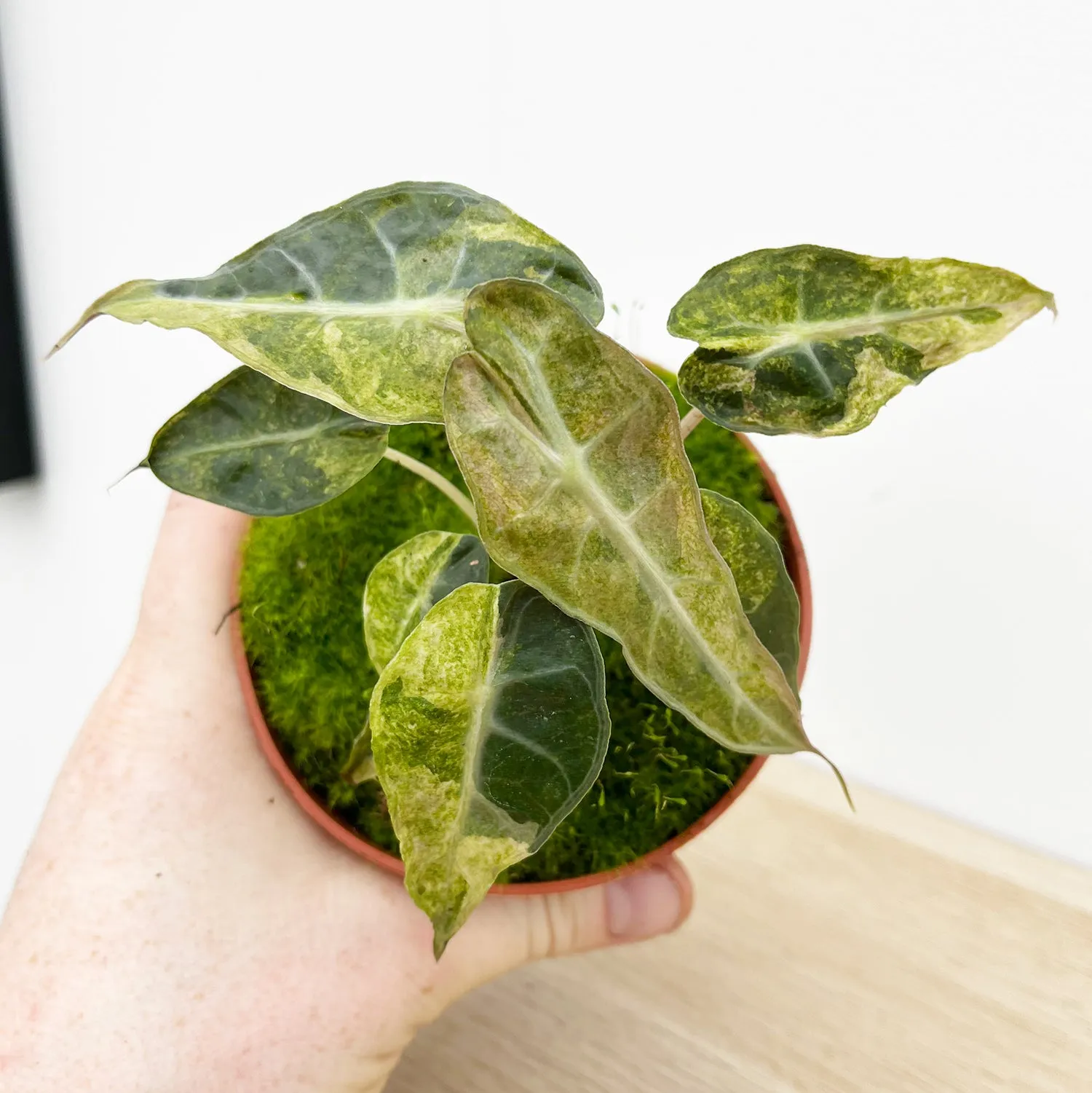 15cm Yellow Alocasia Polly Variegata House Plant 10,5 cm Pot