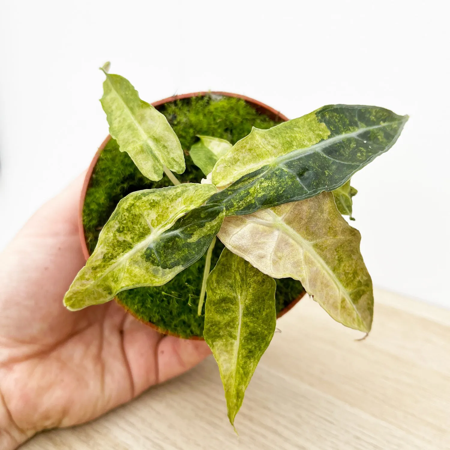 15cm Yellow Alocasia Polly Variegata House Plant 10,5 cm Pot