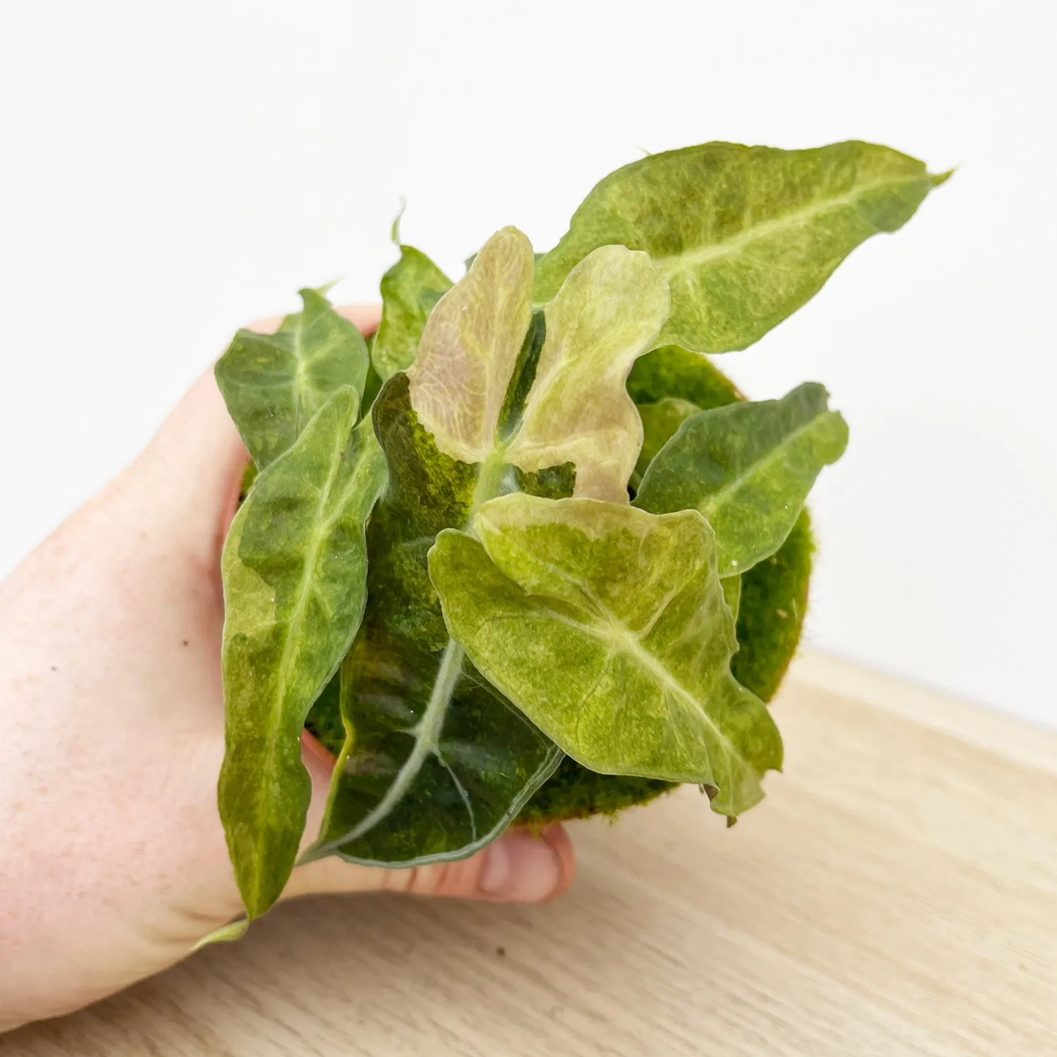 15cm Yellow Alocasia Polly Variegata House Plant 10,5 cm Pot