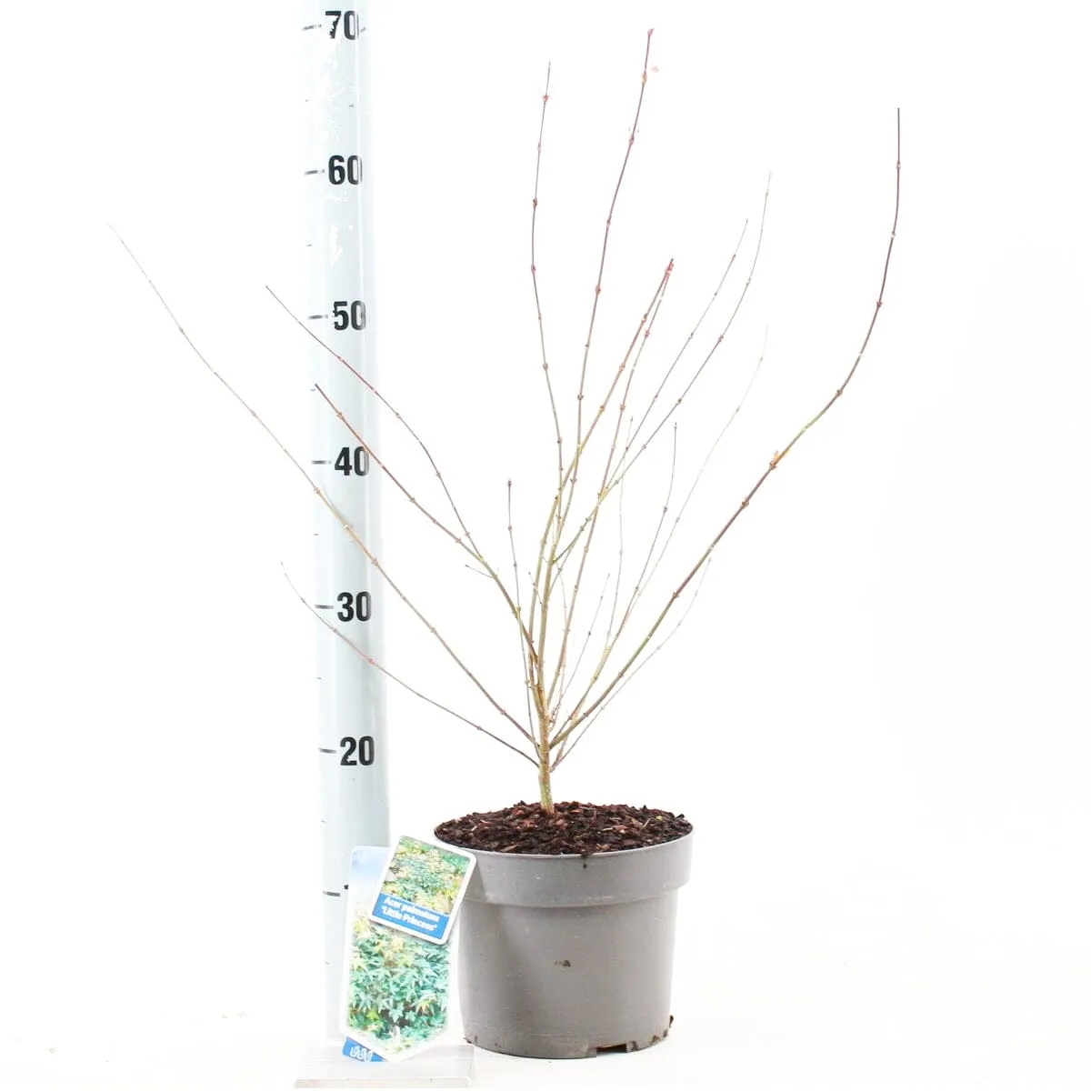 5x Acer Palmatum Little Princess 19cm Pot 60cm Shrub Plant