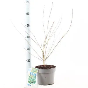 5x Acer Palmatum Little Princess 19cm Pot 60cm Shrub Plant