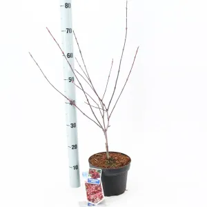5x Acer Palmatum Shaina 19cm Pot 50cm Shrub Plant