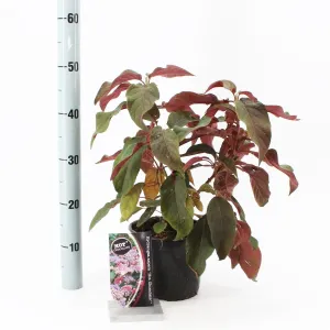 5x Hydrangea aspera Hot Chocolate 19cm Pot 50cm 1fl Shrub Plant