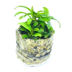 Anubias pangolino (1 POT)