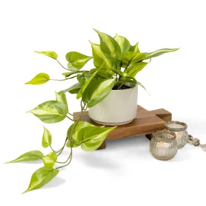 Artificial trailing ivy plant | Faux pothos plant | Trailing Ivy pothos Plant with White Ceramic Pot | Light Green Faux Ivy Plant with White Pot|Stunning Fake plant | Fake pothos plant