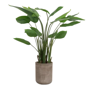 Banana Leaf Plant In Fiber Cement Planter