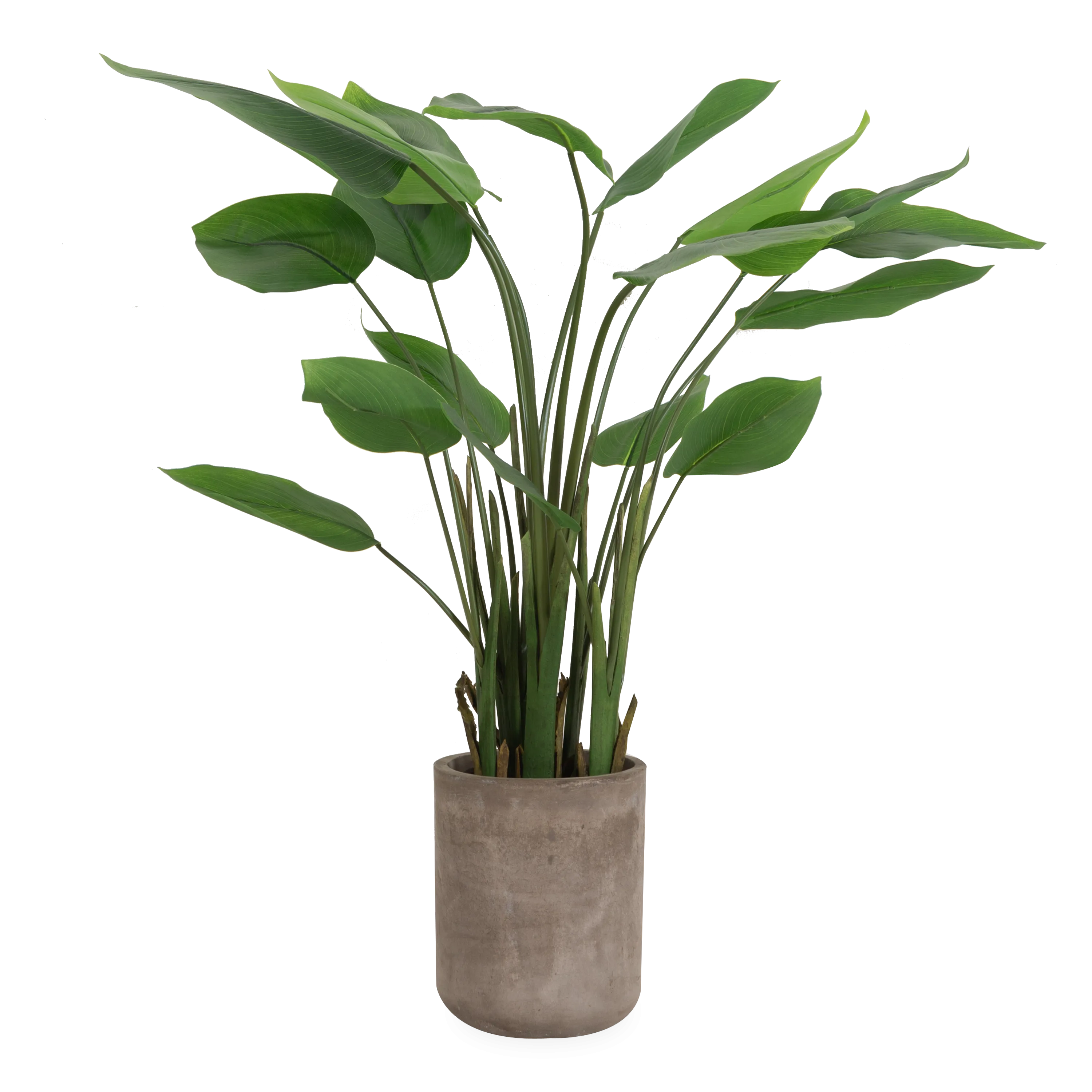 Banana Leaf Plant In Fiber Cement Planter