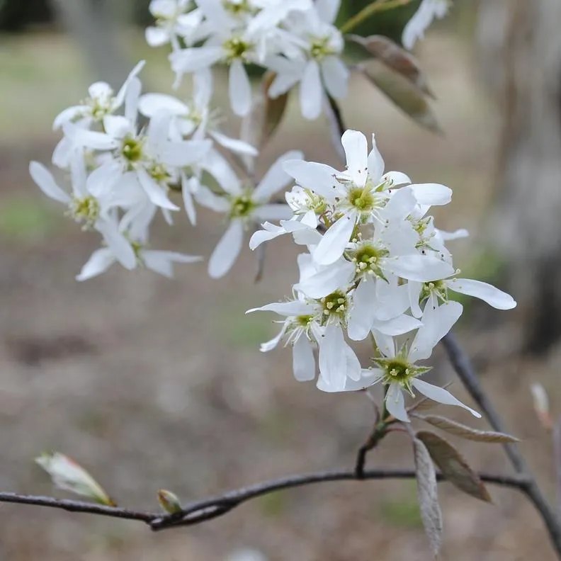 Canadian Serviceberry - Amelanchier canadensis