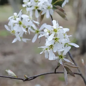 Canadian Serviceberry - Amelanchier canadensis