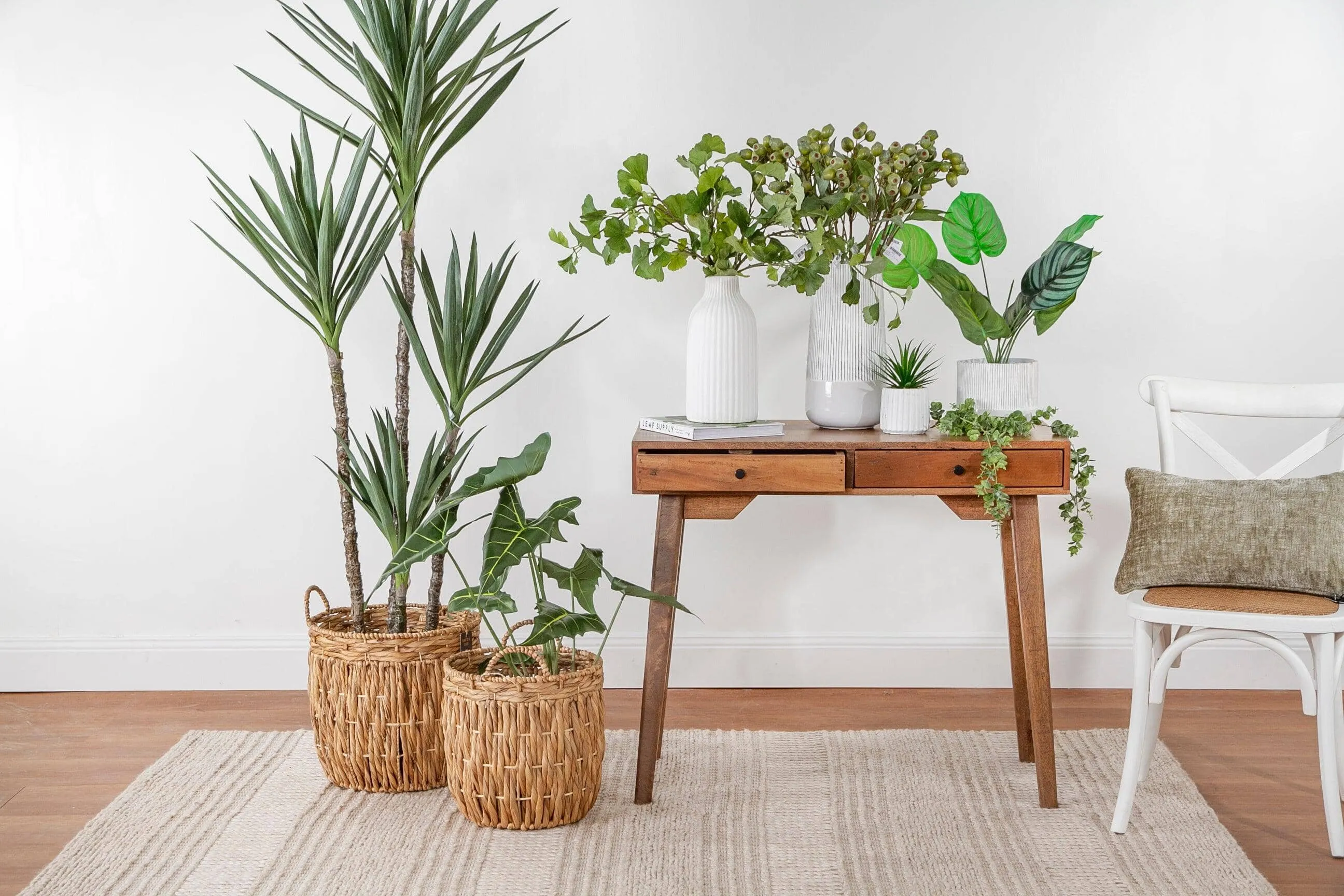 Dracaena Spikey Potted