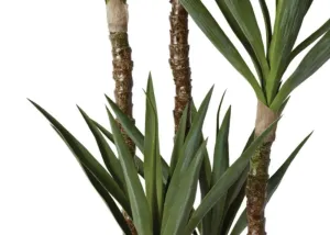 Dracaena Spikey Potted