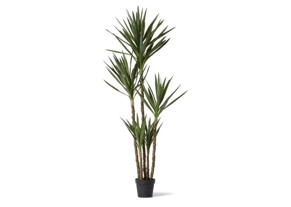 Dracaena Spikey Potted
