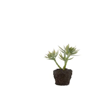 Faux Succulent Plant in Soil