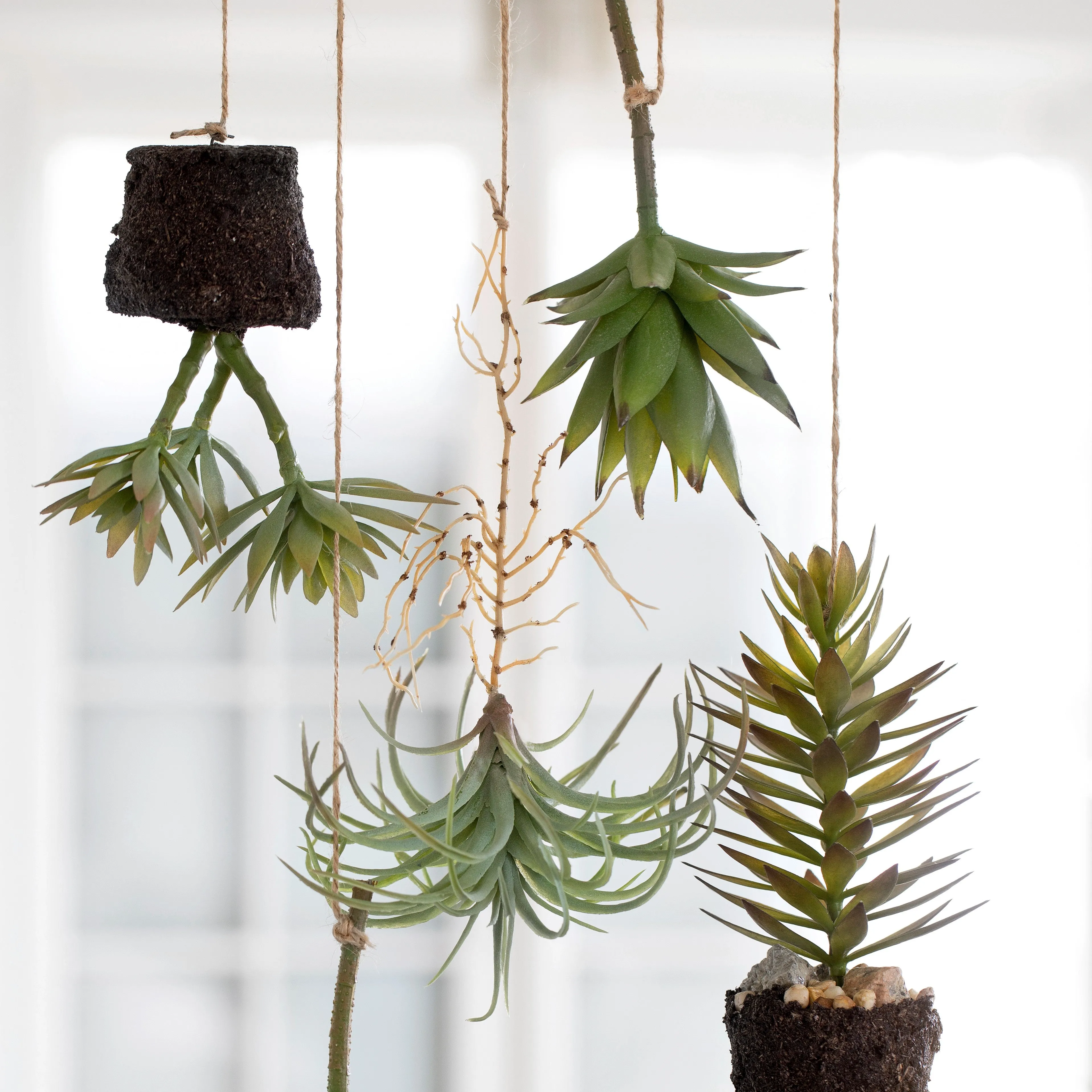 Faux Succulent Plant in Soil