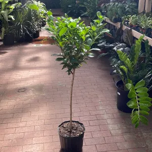 Ficus Moclame