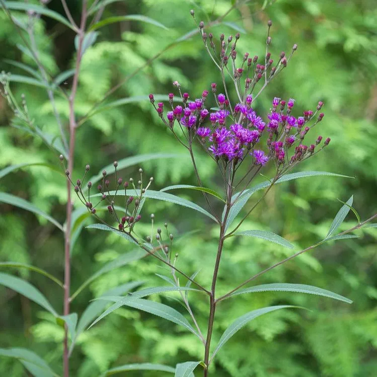 Giant Ironweed - Vernonia gigantea