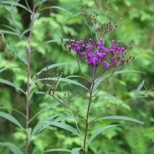 Giant Ironweed - Vernonia gigantea