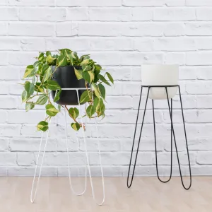 Hairpin Plant Stand - Black