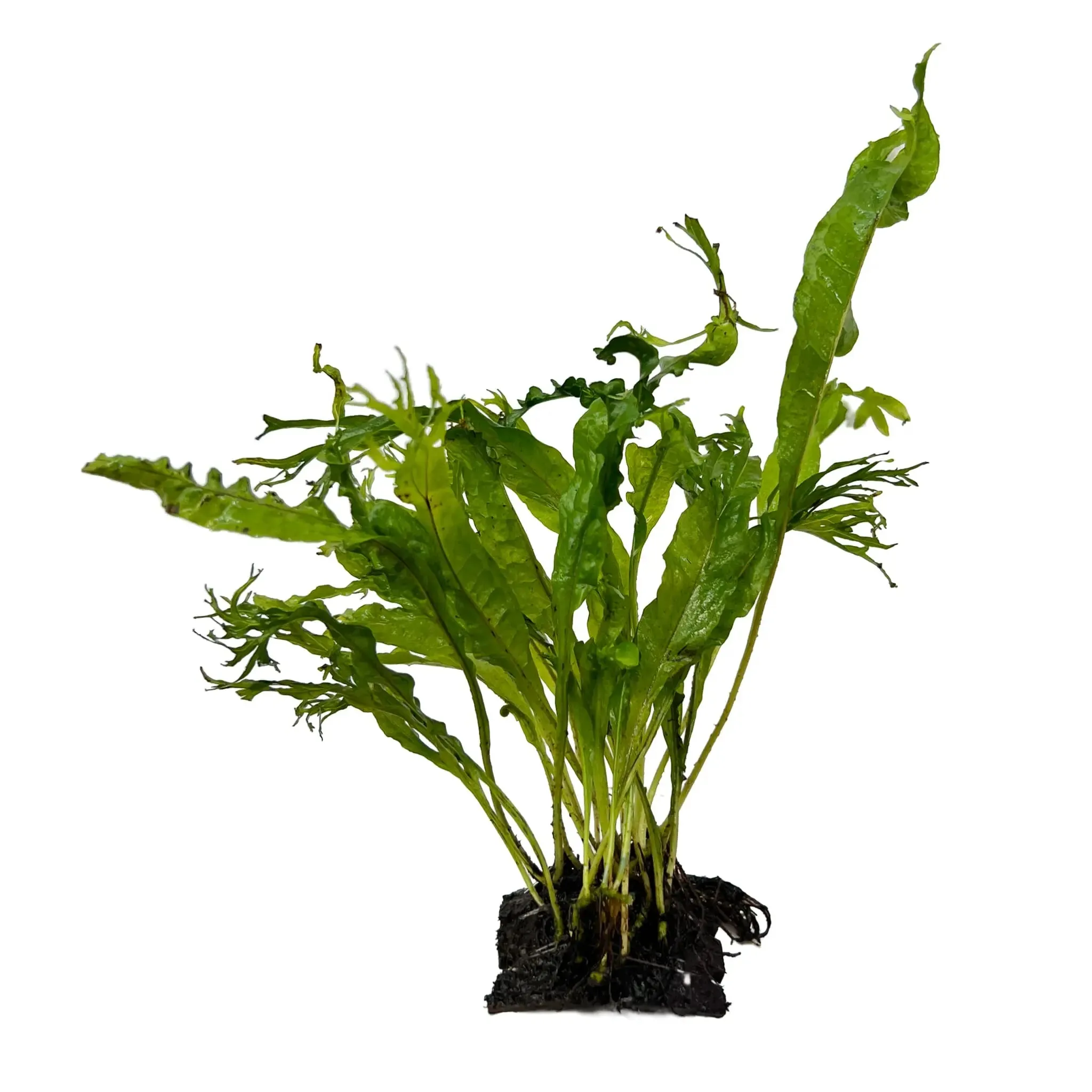 Java Fern Coconut Bridge - Mini