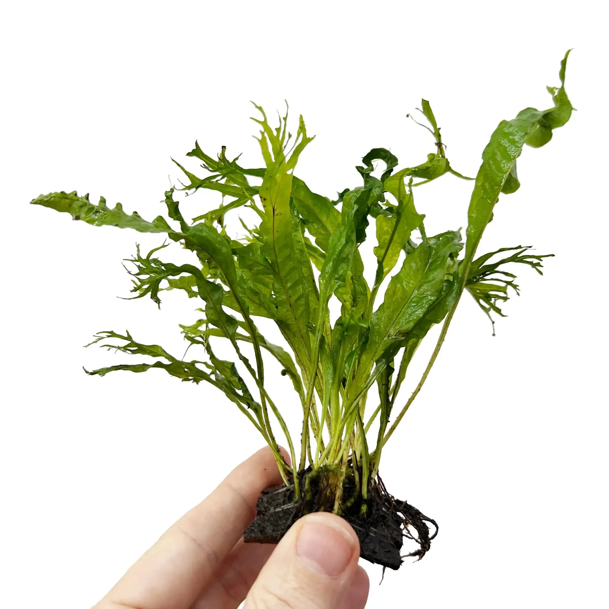 Java Fern Coconut Bridge - Mini