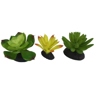 Komodo Yellow Green Succulent Plant 3 Pack
