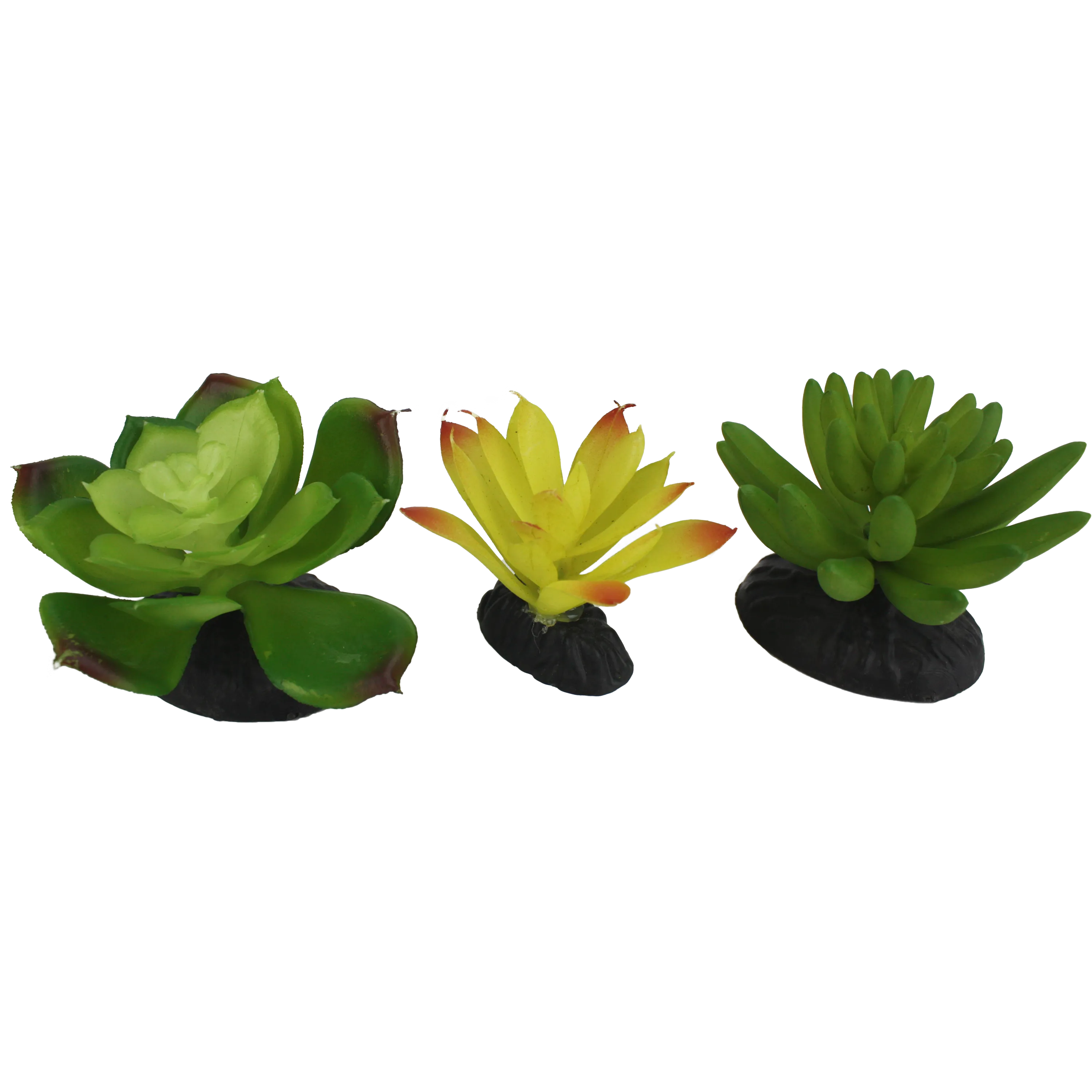 Komodo Yellow Green Succulent Plant 3 Pack