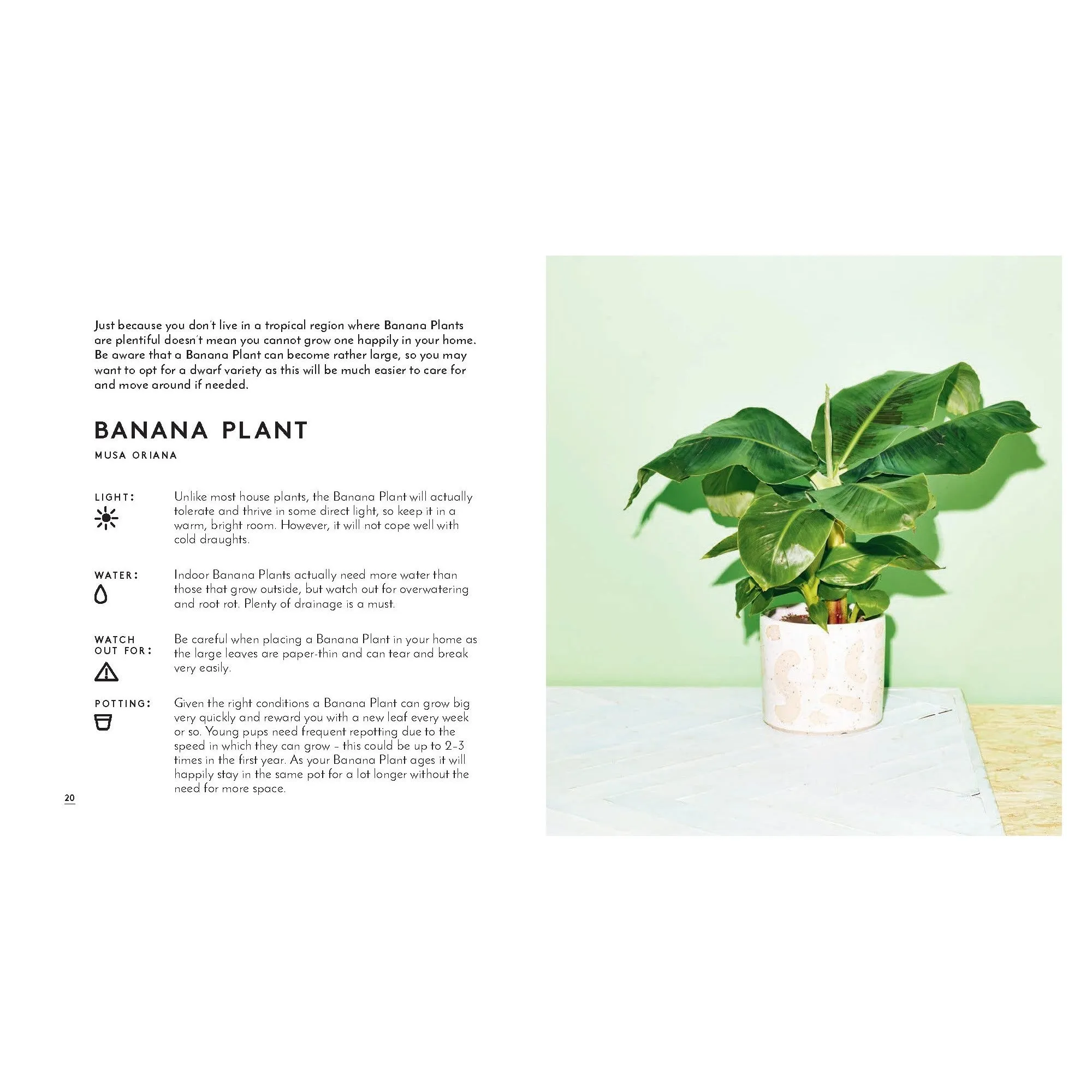 Little Book Of House Plants