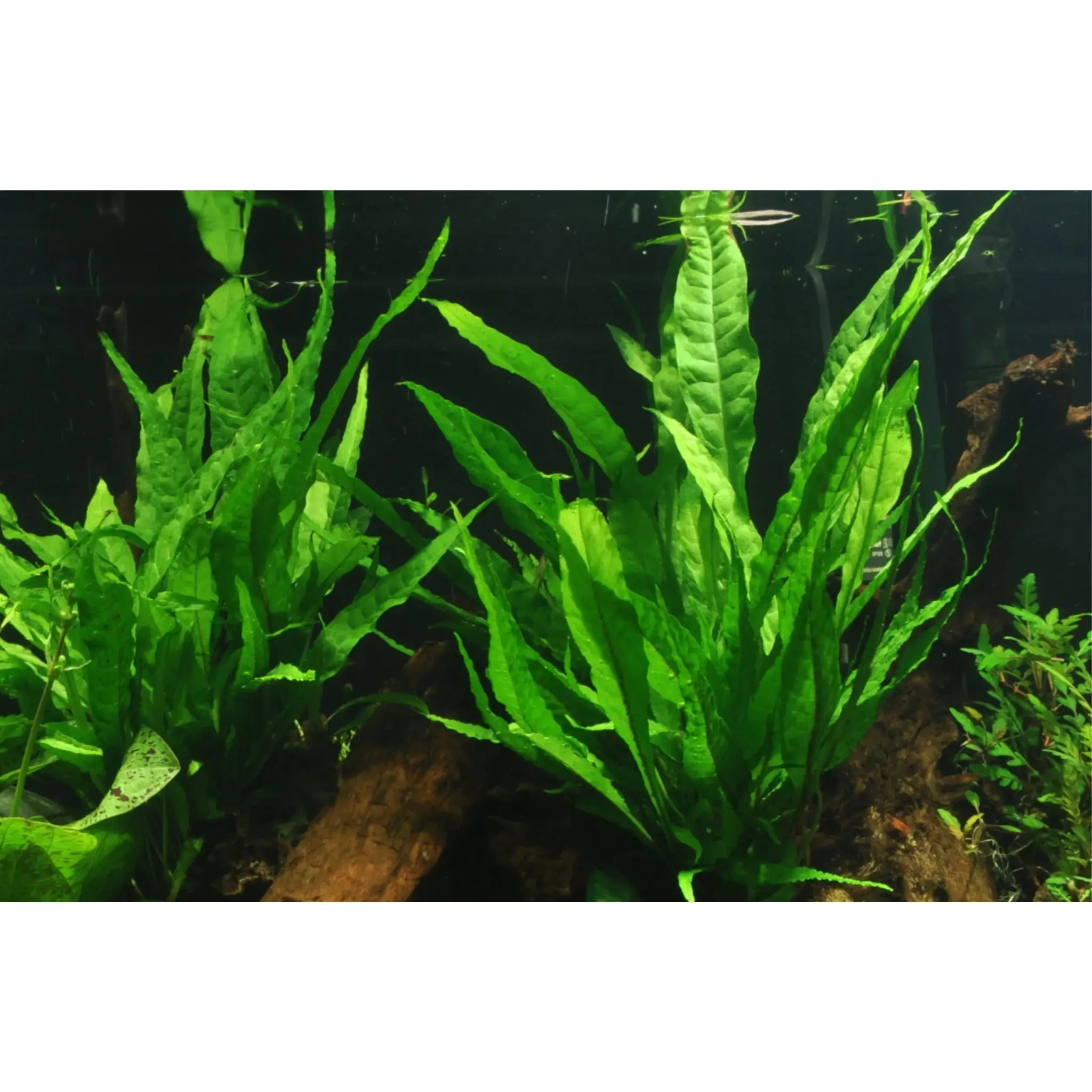 Microsorum pteropus on Wood - Medium