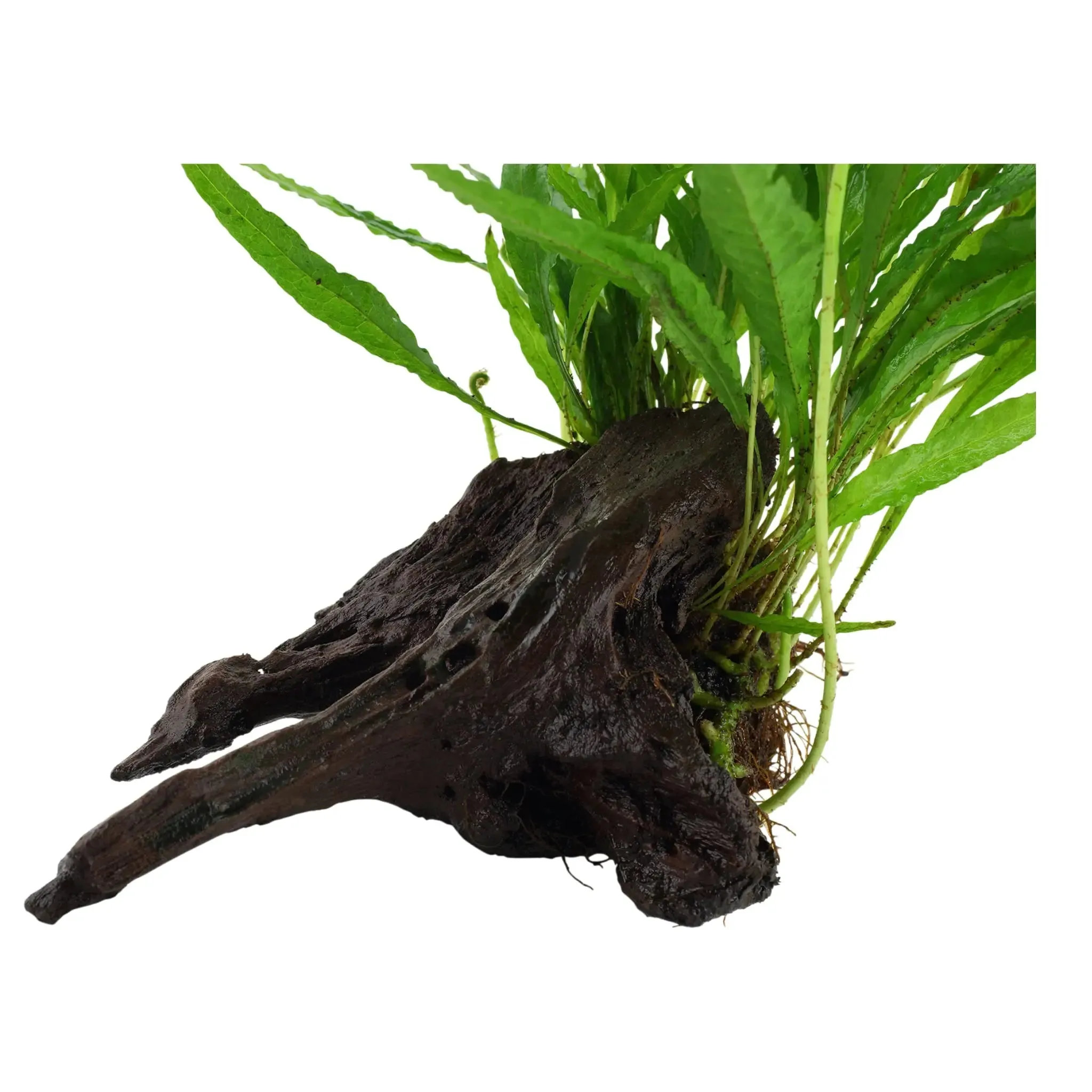 Microsorum pteropus on Wood - Medium