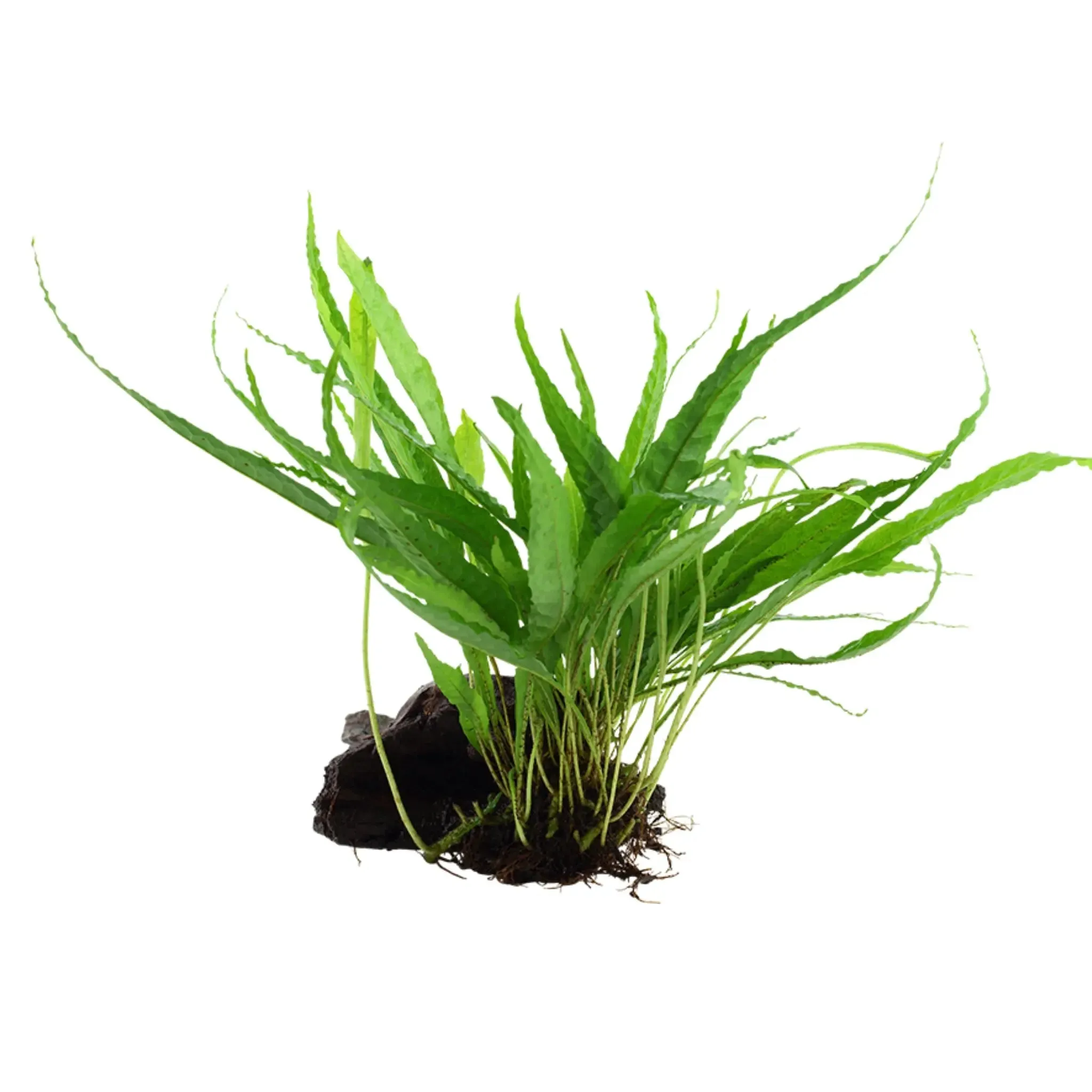 Microsorum pteropus on Wood - Medium