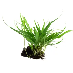 Microsorum pteropus on Wood - Medium
