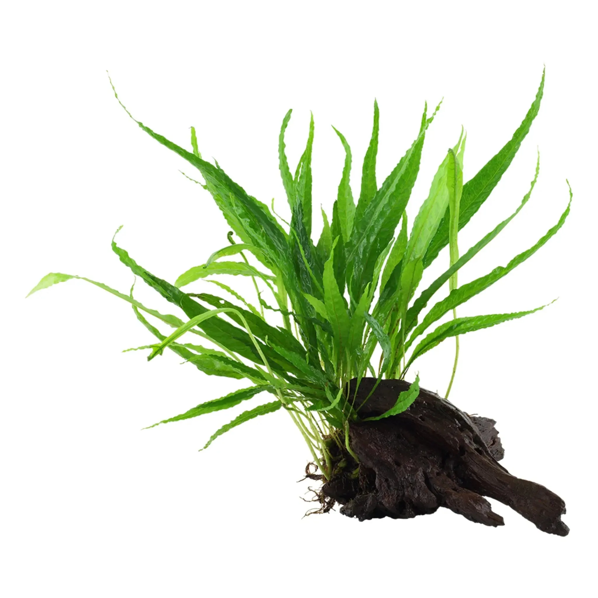 Microsorum pteropus on Wood - Medium