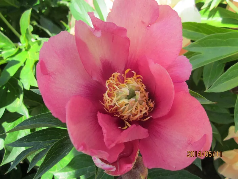 Old Rose Dandy