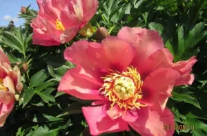 Old Rose Dandy