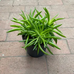 Peperomia Nevada (Happy Bean)