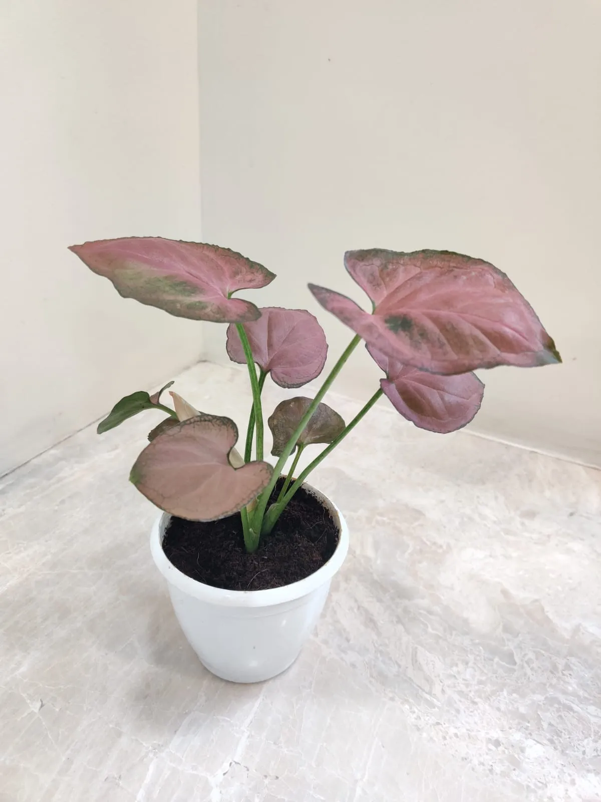 Syngonium Orm Nak Red Plant