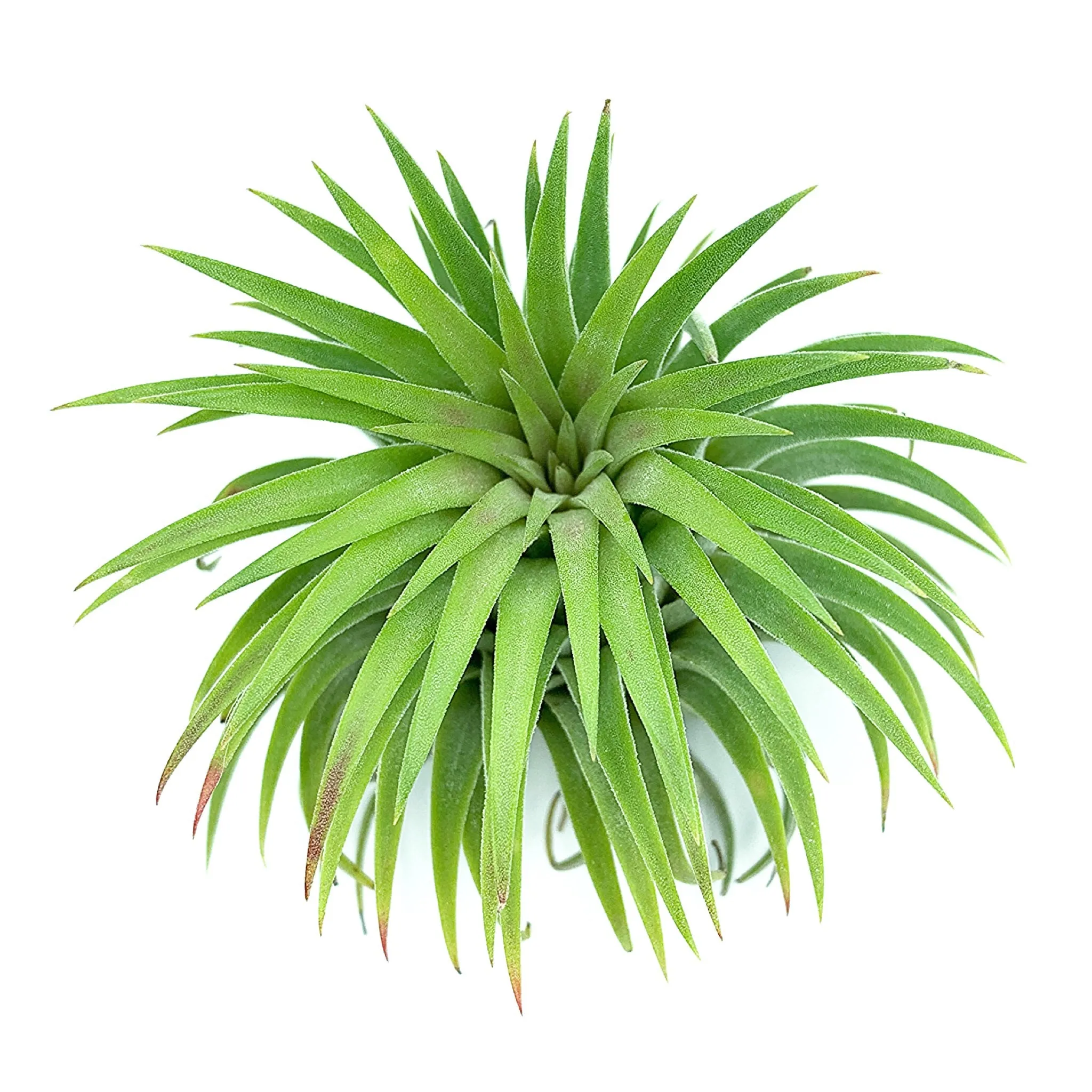 T. Ionantha Rubra - Green