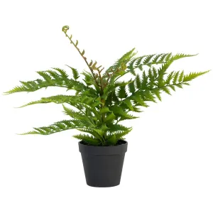 Unfurling Fern in pot